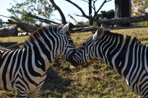 Kaszinó Slots Cafe Támogatás